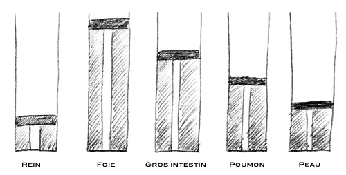 La pompe émonctorielle